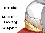 tim-hieu-mang-bam-rang-01-1 tim-hieu-mang-bam-rang-01